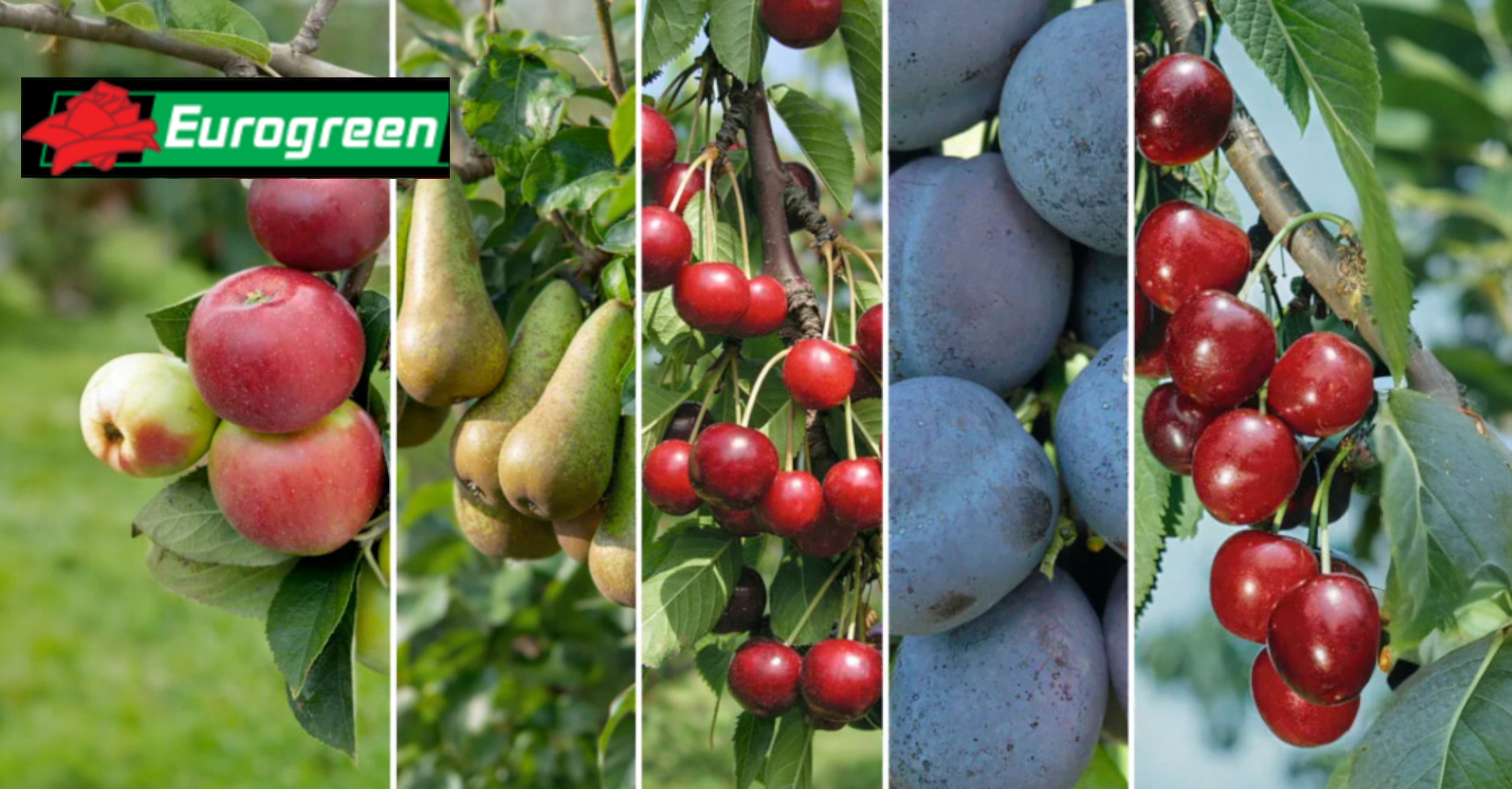 Eurogreen - Arbres et arbustes fruitiers