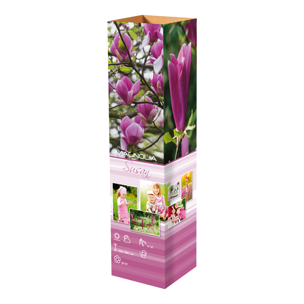 Lot de 3 magnolias Susan - 30-38 cm