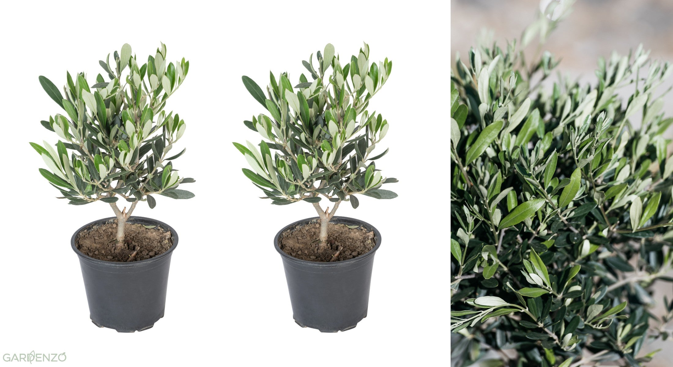 Lot de 2 oliviers arbustes rustiques - 30–50 cm