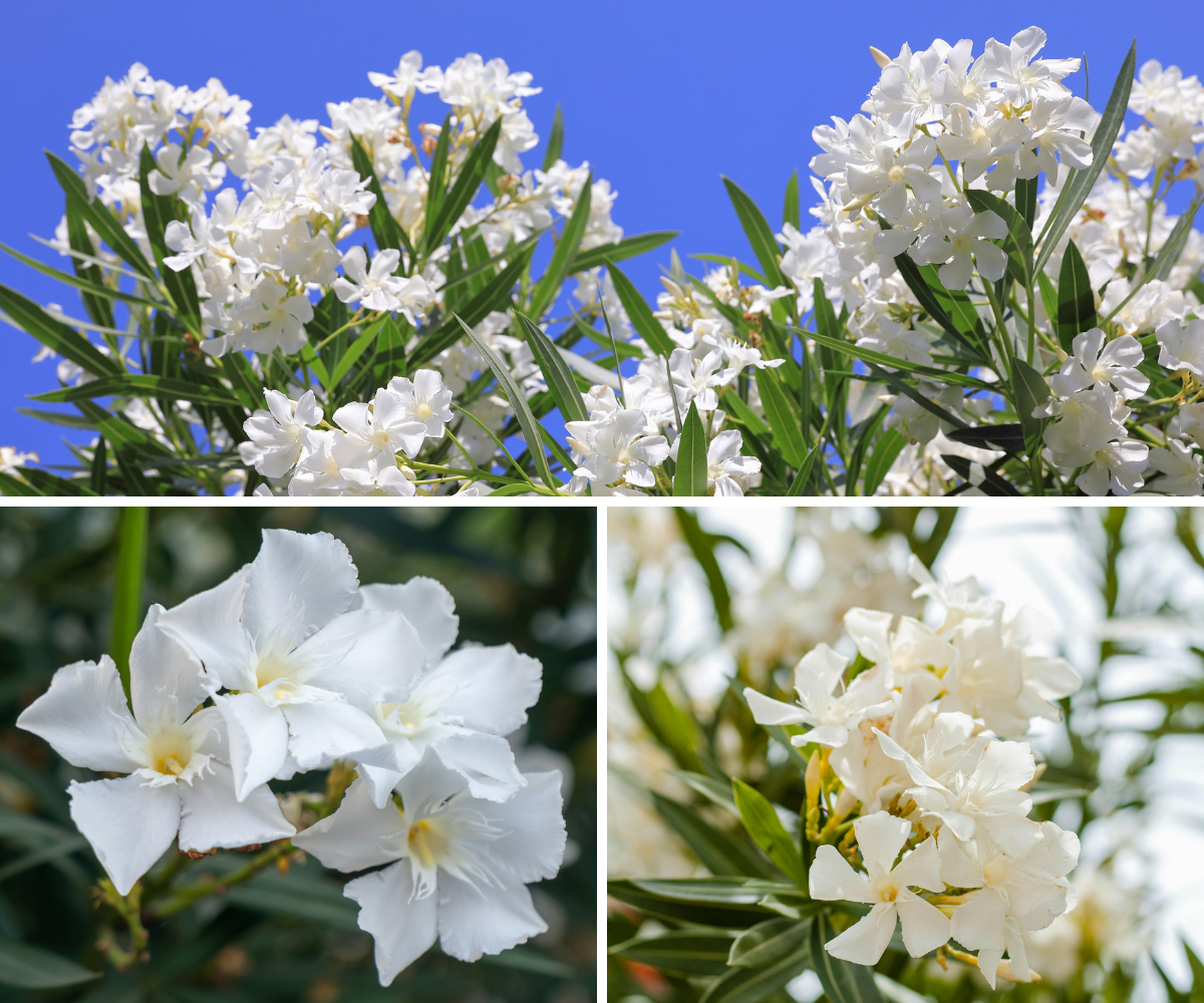 Lot de 4 lauriers roses - Fleurs blanches 25-38 cm