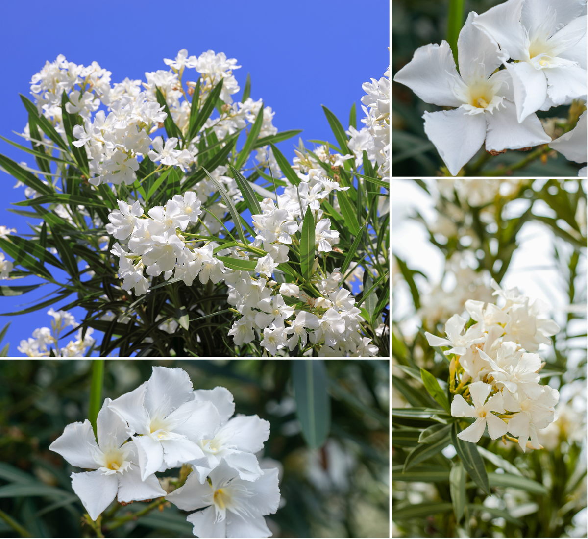 Lot de 8 lauriers roses - Fleurs blanches 25-38 cm