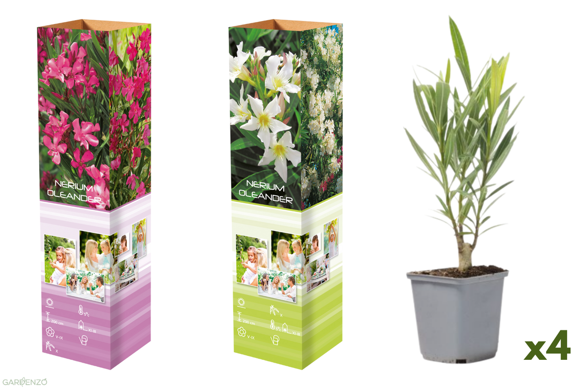 Lot de 4 lauriers roses - 2 fleurs roses et 2 fleurs blanches 25-38 cm