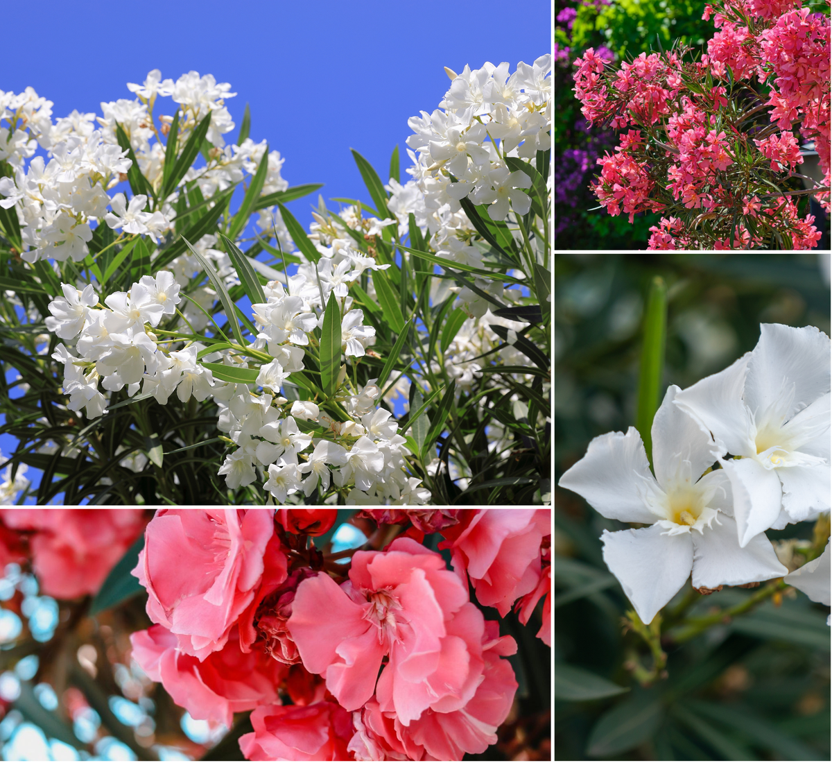 Lot de 4 lauriers roses - 2 fleurs roses et 2 fleurs blanches 25-38 cm