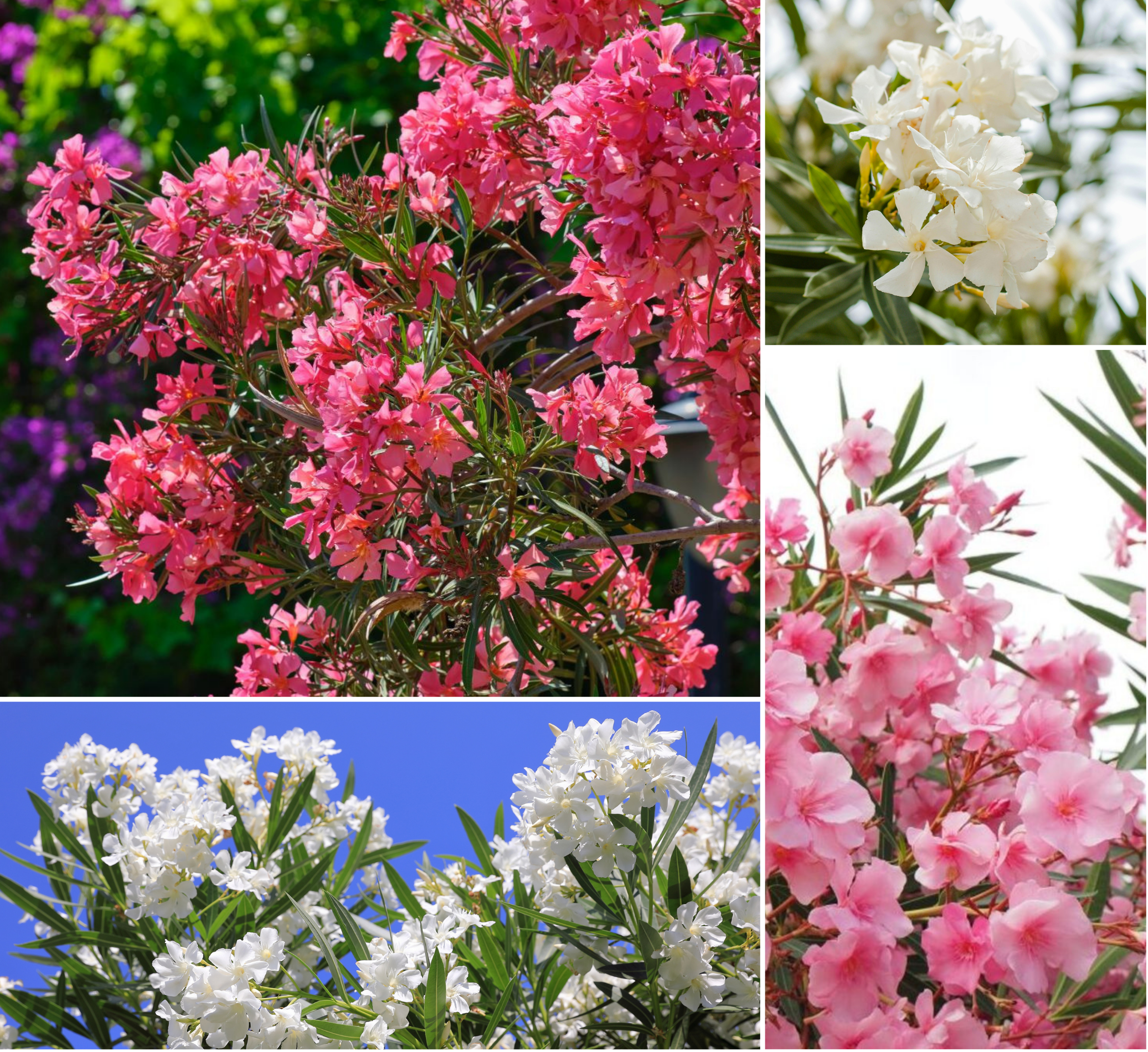 Lot de 8 lauriers roses - 4 fleurs roses et 4 fleurs blanches 25-38 cm