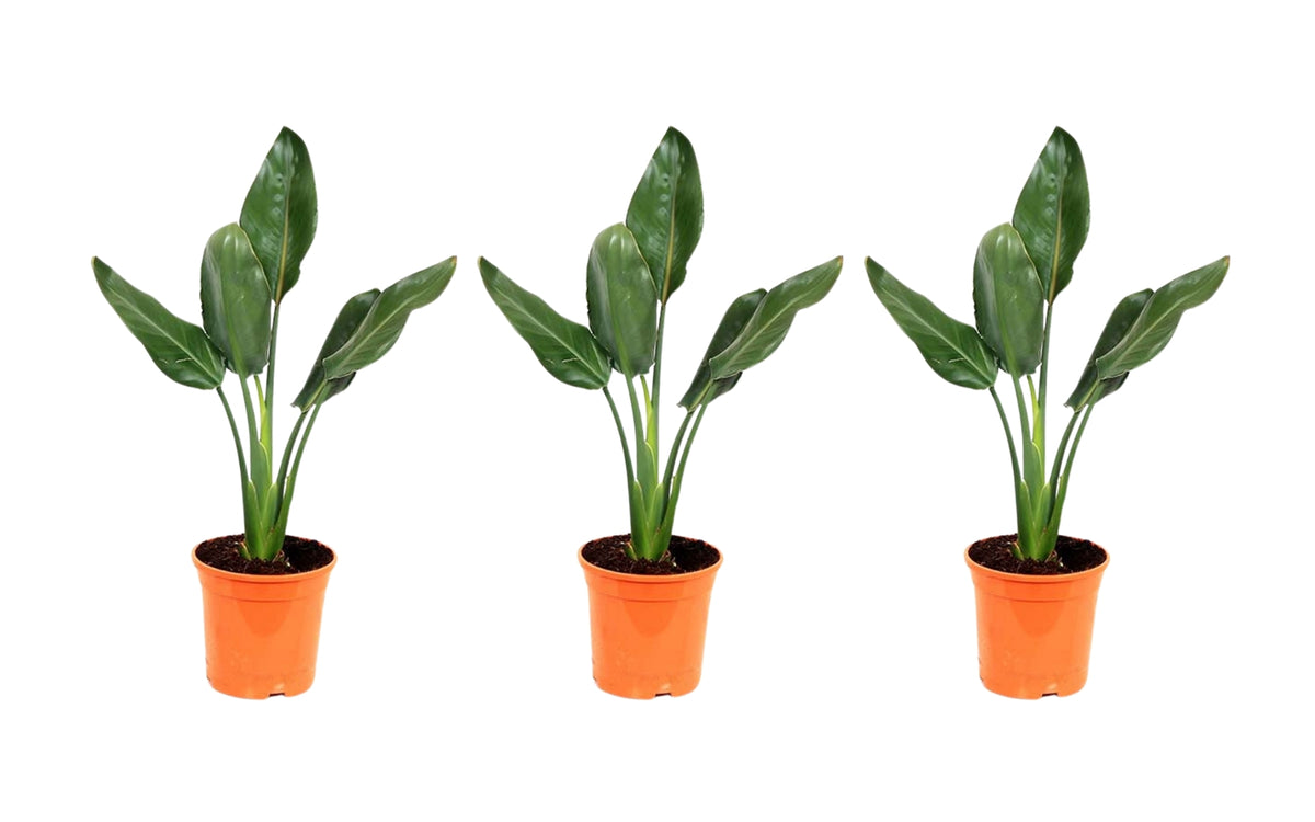 Lot de 3 Strelitzia Reginae