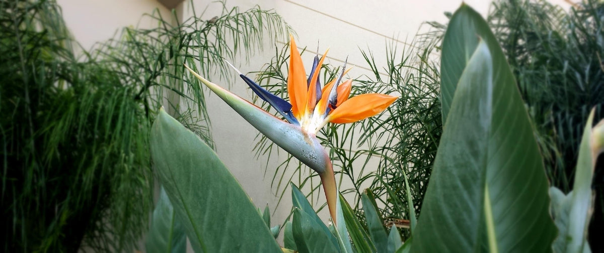 Lot de 3 Strelitzia Reginae
