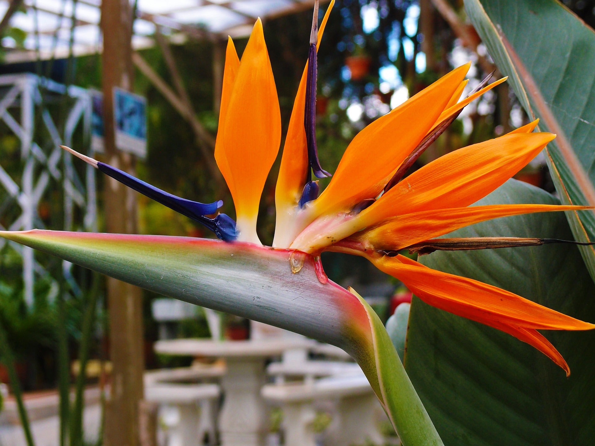 Lot de 3 Strelitzia Reginae