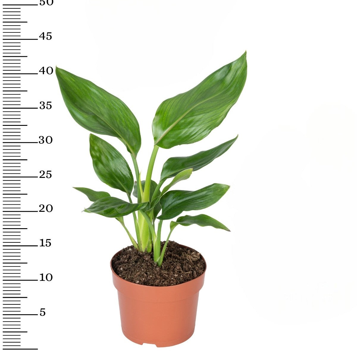Lot de 3 Strelitzia Reginae