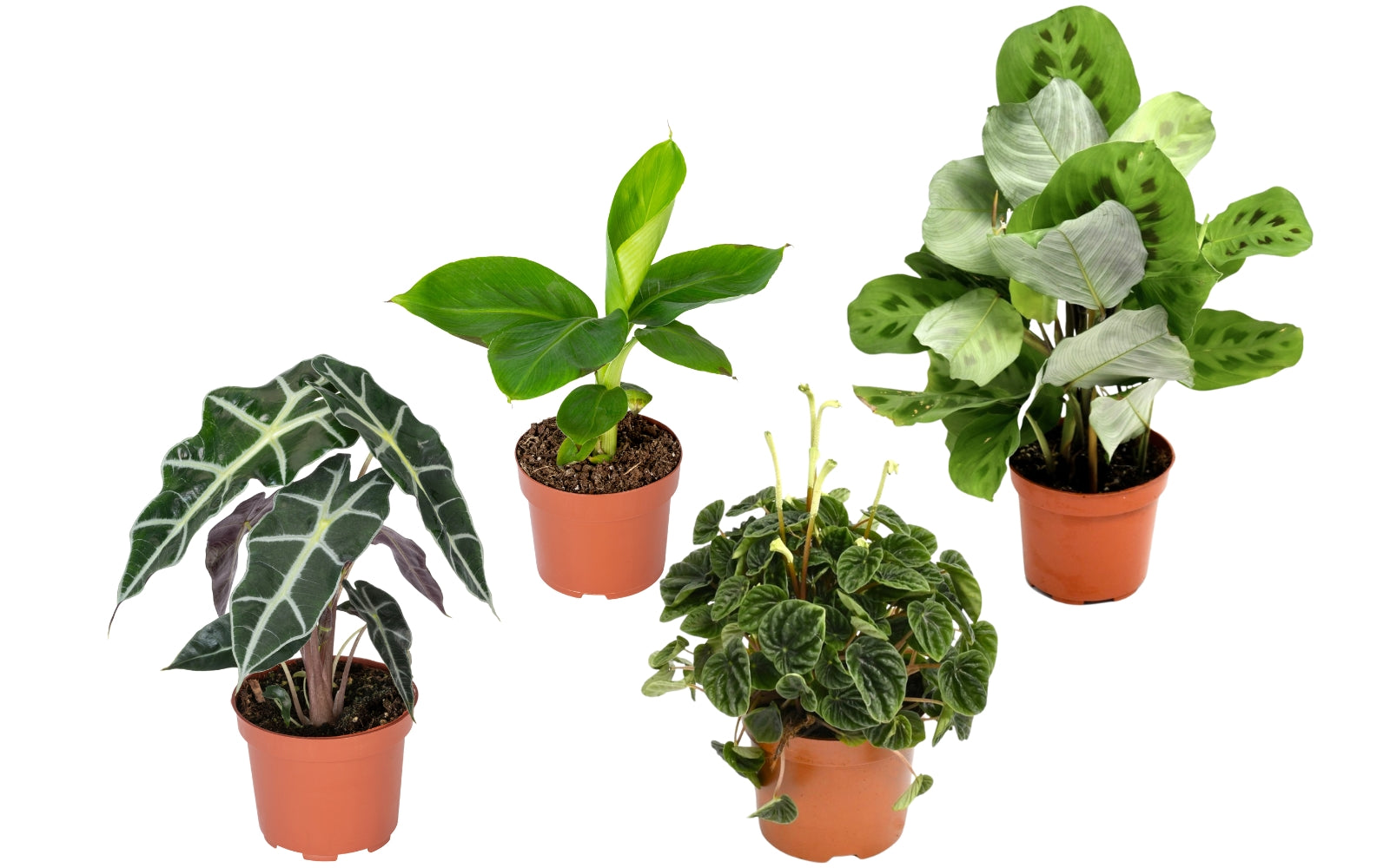 Mix exotique de 4 plantes d'intérieur (1x Alocasia 'Polly', 1x Maranta Kerchoveana, 1x Musa Oriental Dwarf, 1x Peperomia Lilian) 20-30 cm