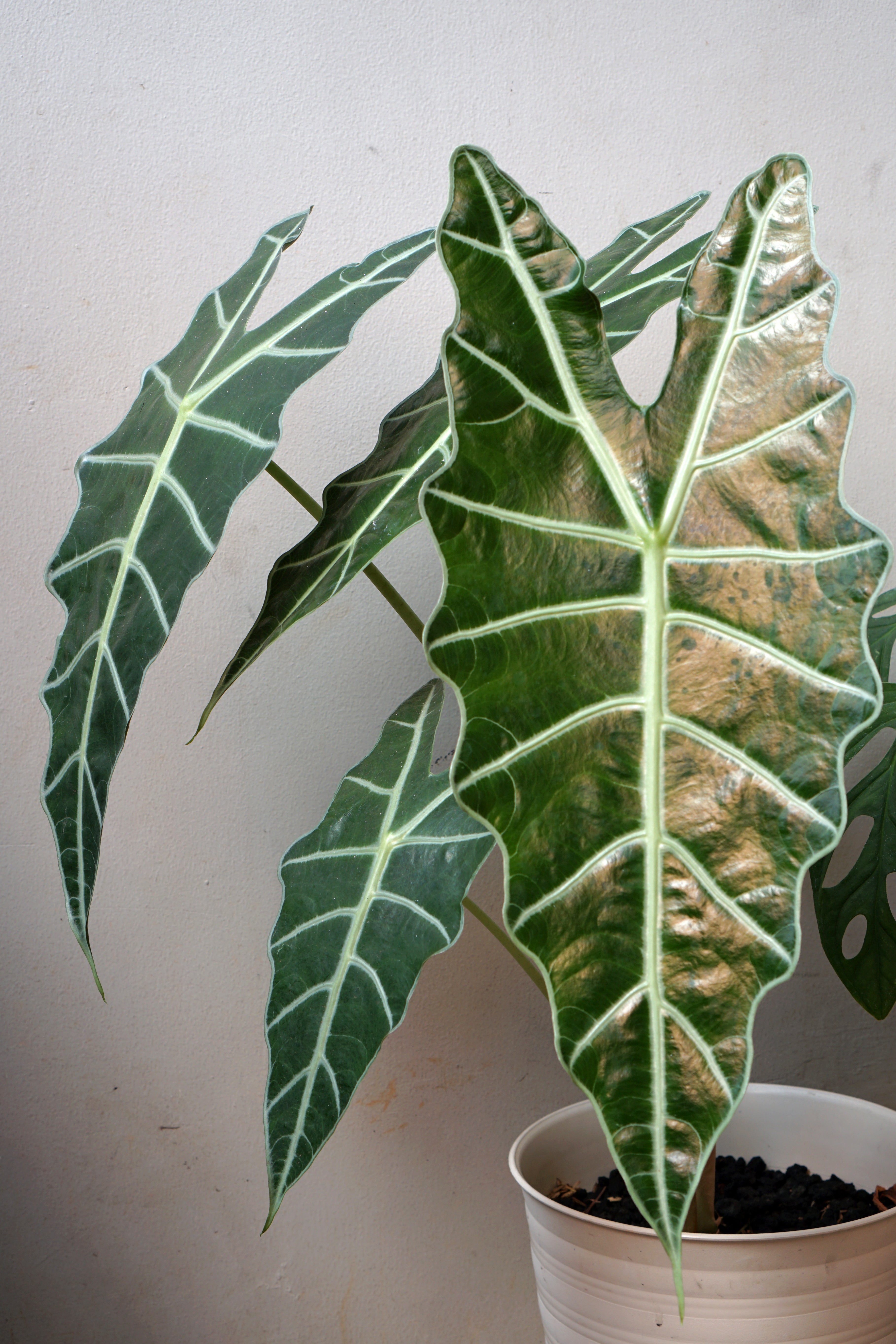 Mix exotique de 4 plantes d'intérieur (1x Alocasia 'Polly', 1x Maranta Kerchoveana, 1x Musa Oriental Dwarf, 1x Peperomia Lilian) 20-30 cm