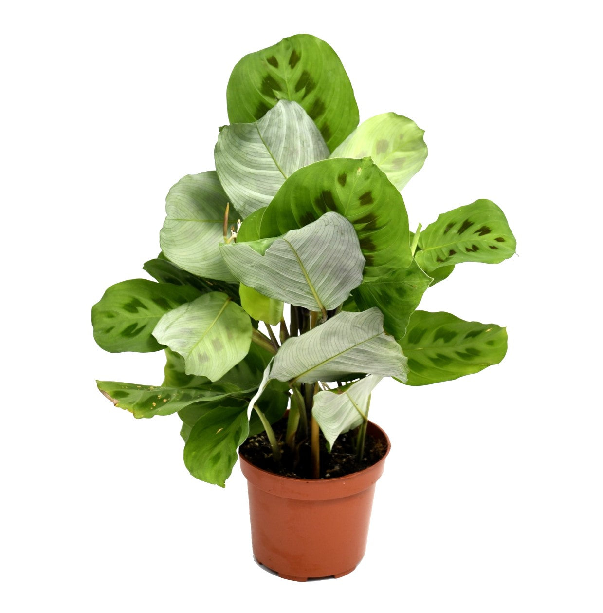 Mix exotique de 4 plantes d'intérieur (1x Alocasia 'Polly', 1x Maranta Kerchoveana, 1x Musa Oriental Dwarf, 1x Peperomia Lilian) 20-30 cm