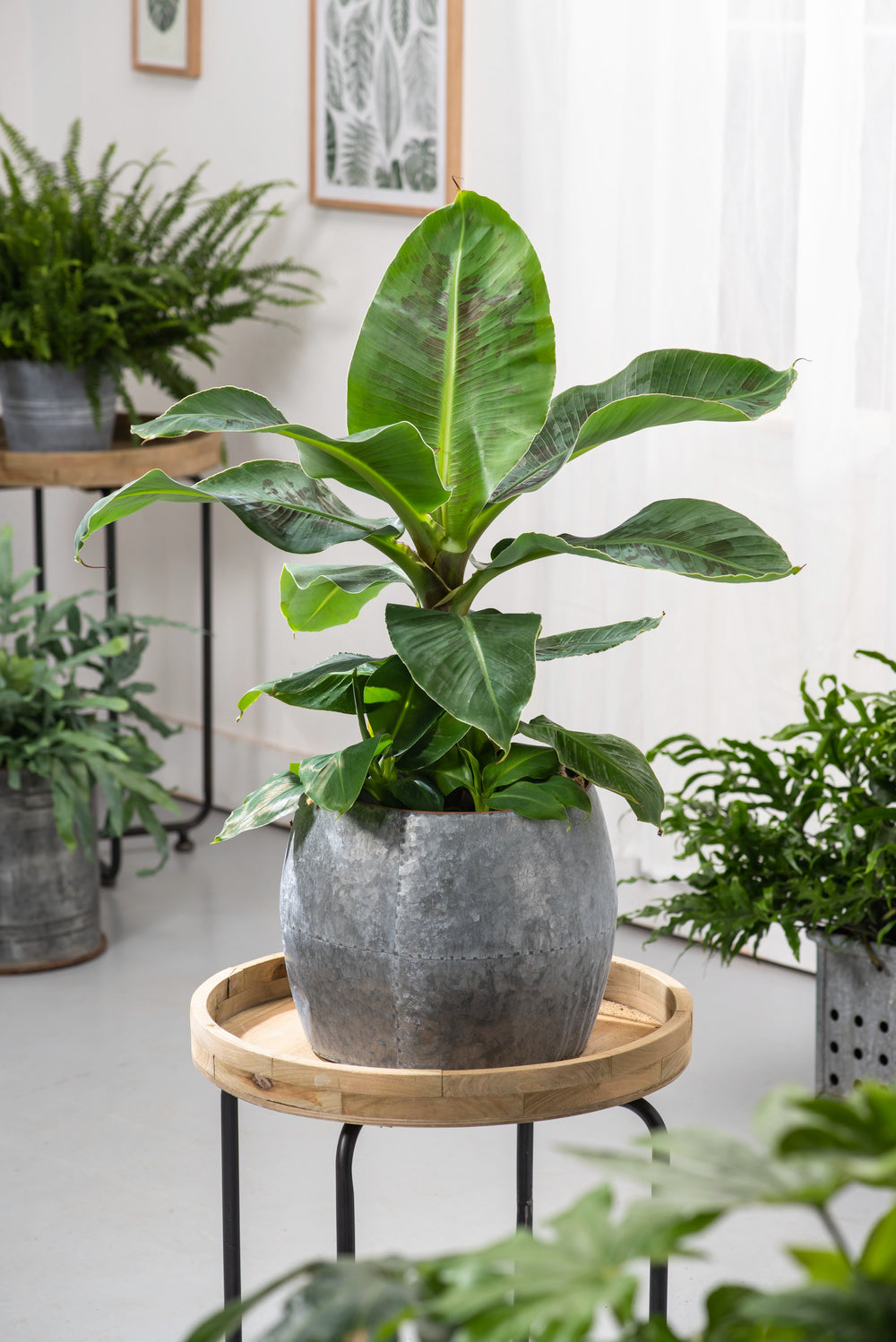 Mix exotique de 4 plantes d'intérieur (1x Alocasia 'Polly', 1x Maranta Kerchoveana, 1x Musa Oriental Dwarf, 1x Peperomia Lilian) 20-30 cm