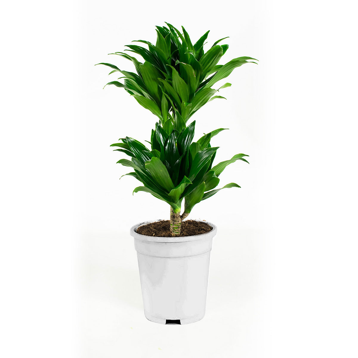 Ensemble de 5 plantes d'intérieur purificatrices d'air (1x Dracaena Compacta, 1x Ficus elastica Robusta, 1x Syngonium Arrow, 1x Spathiphyllum Korto, 1x Asplenium Antiquum) 25-45 cm