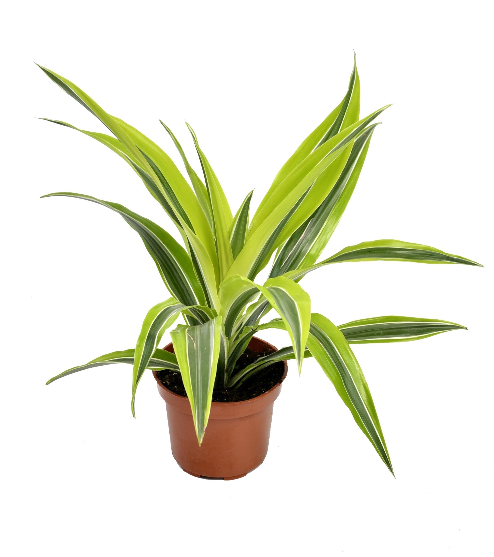 Lot de 4 Dragonniers (2x Dracaena 'Lemon Lime', 2x Dracaena 'Compacta') 25-35 cm