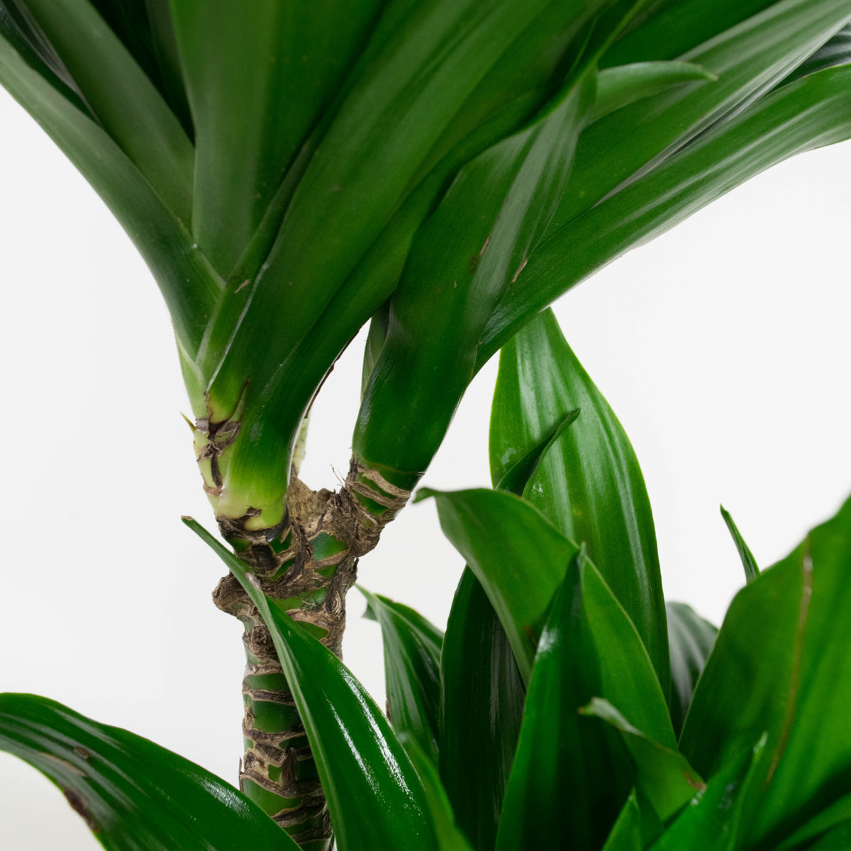Lot de 4 Dragonniers (2x Dracaena 'Lemon Lime', 2x Dracaena 'Compacta') 25-35 cm
