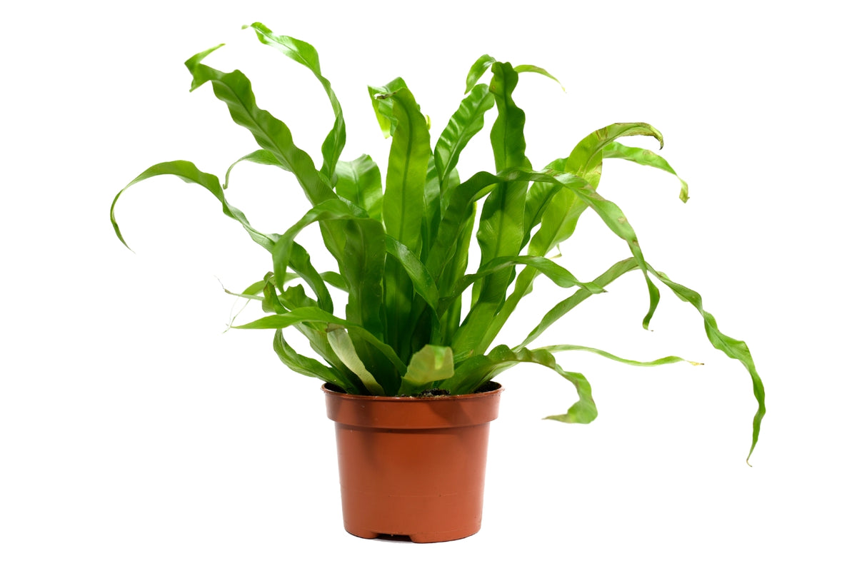 Set de 3 plantes d'intérieur fougères