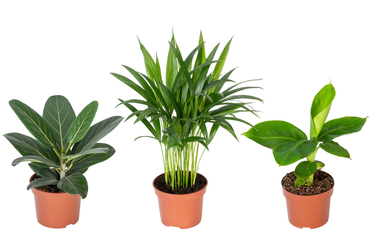 Set de 3 plantes d'intérieur exotiques