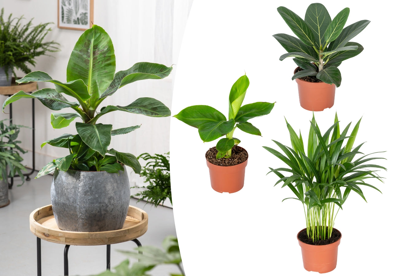 Set de 3 plantes d'intérieur exotiques
