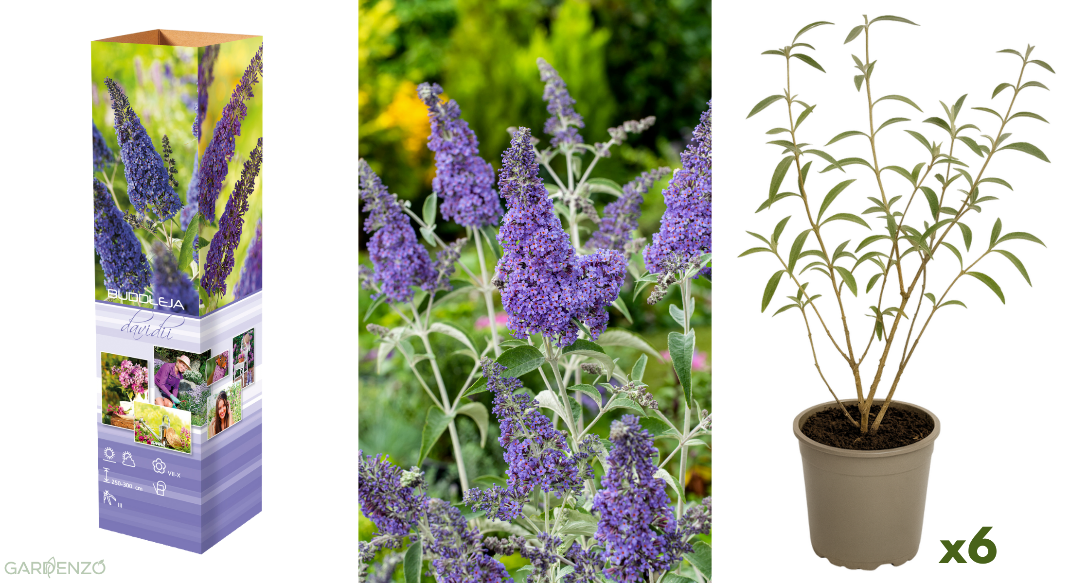 Lot de 6 arbres aux papillons ou lilas d'été (Buddleia de David) à fleurs bleues/violettes
