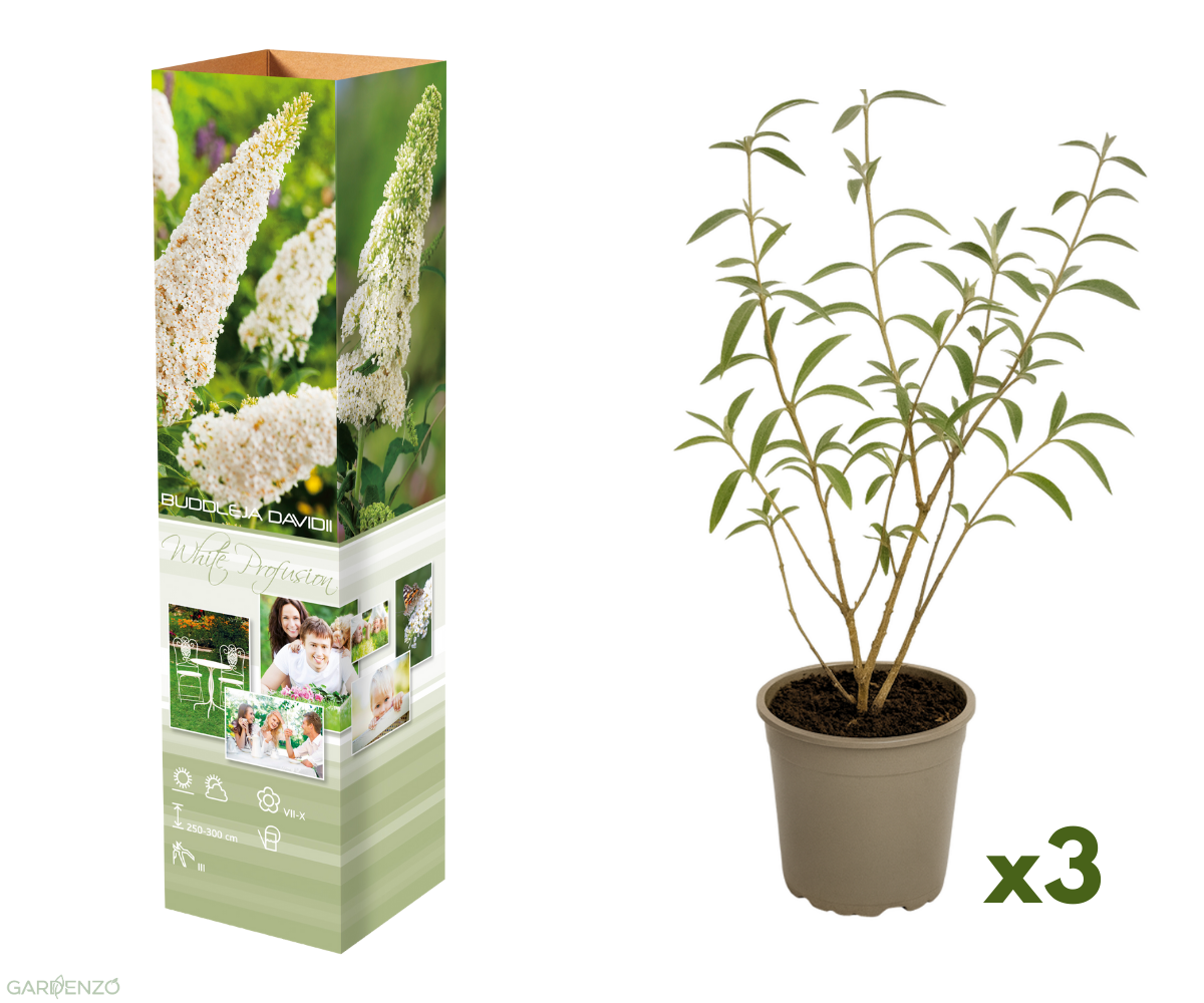 Lot de 3 arbres aux papillons ou lilas d'été (Buddleia de David) à fleurs blanches - 30-38 cm