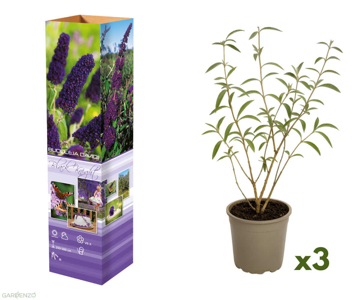 Lot de 3 arbres aux papillons ou lilas d'été (Buddleia de David) à fleurs noires/violettes