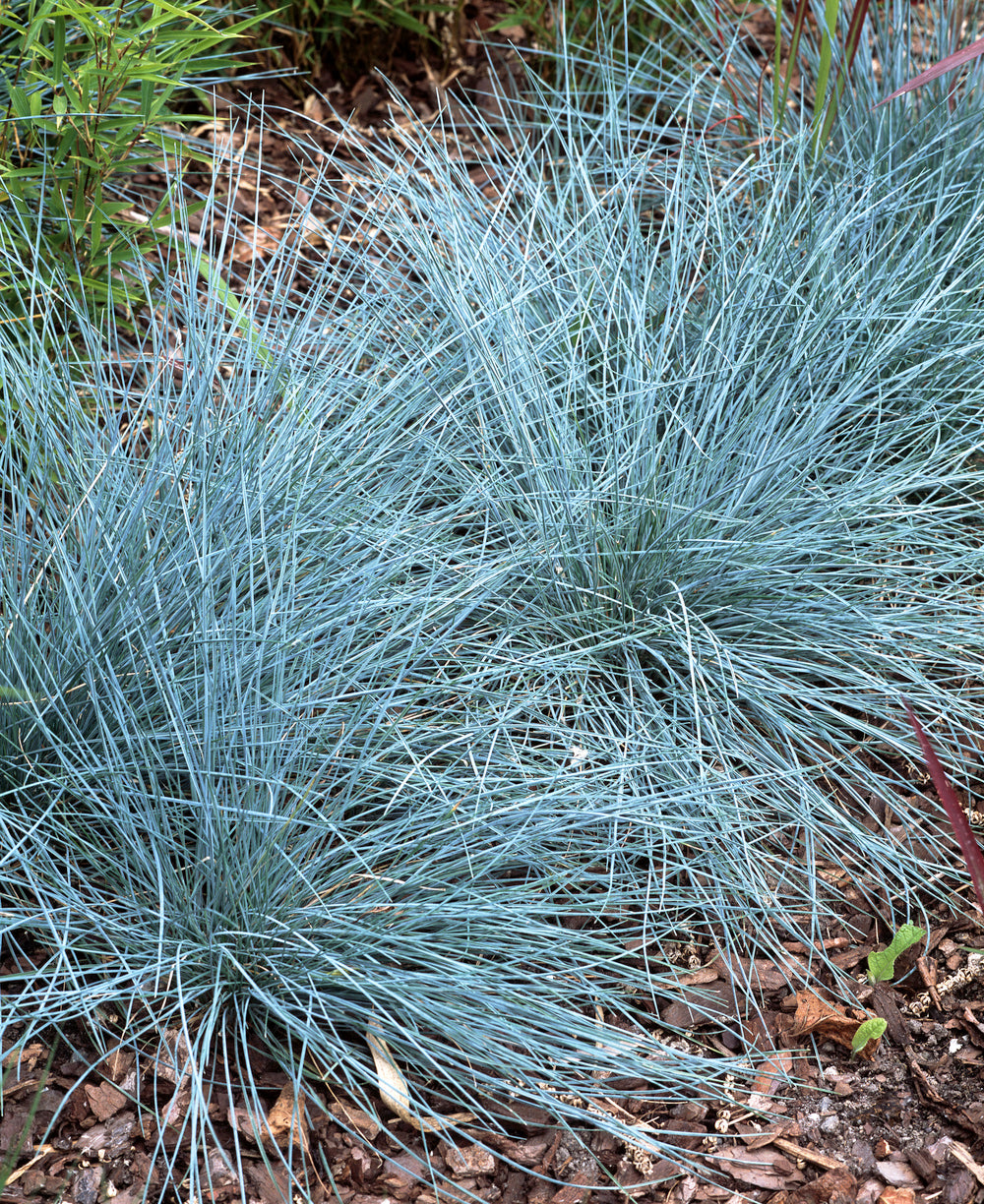 Lot de 4 graminées : 1 Stipa, 1 Pennisetum, 1 Imperata, 1 Festuca - 20-38 cm