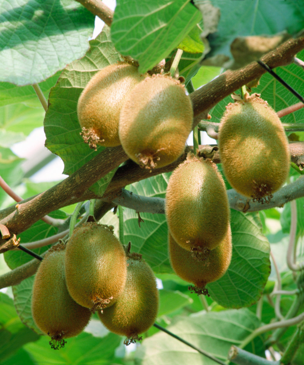 Lot de 3 plants de Kiwi Jenny 30-38 cm
