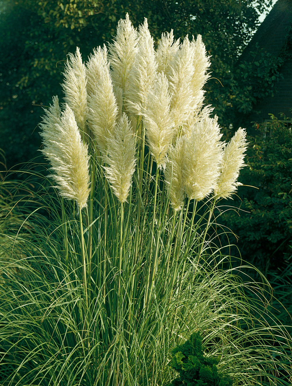 Lot de 8 graminées: 2 Stipa, 2 Pennisetum, 2 Cortaderia blanche, 2 Imperata