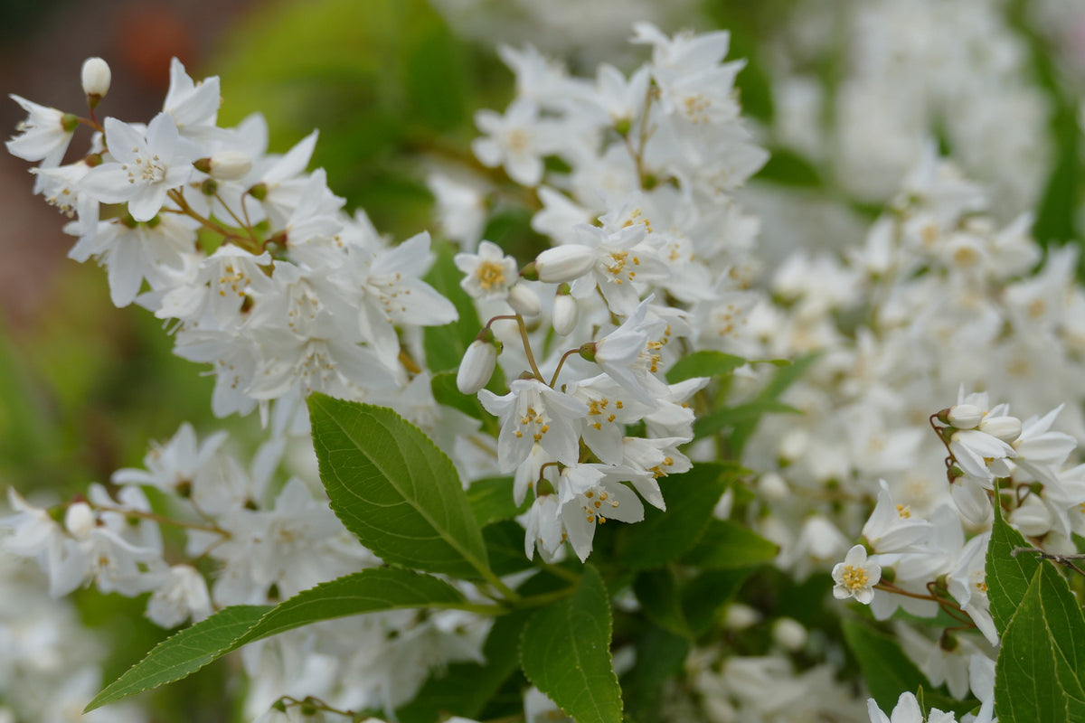 Lot de 8 arbustes d'ornement, mélange coloré pour un jardin vivant : 2 Hibiscus, 2 Weigelia, 2 Deutzia, 2 Forsythia
