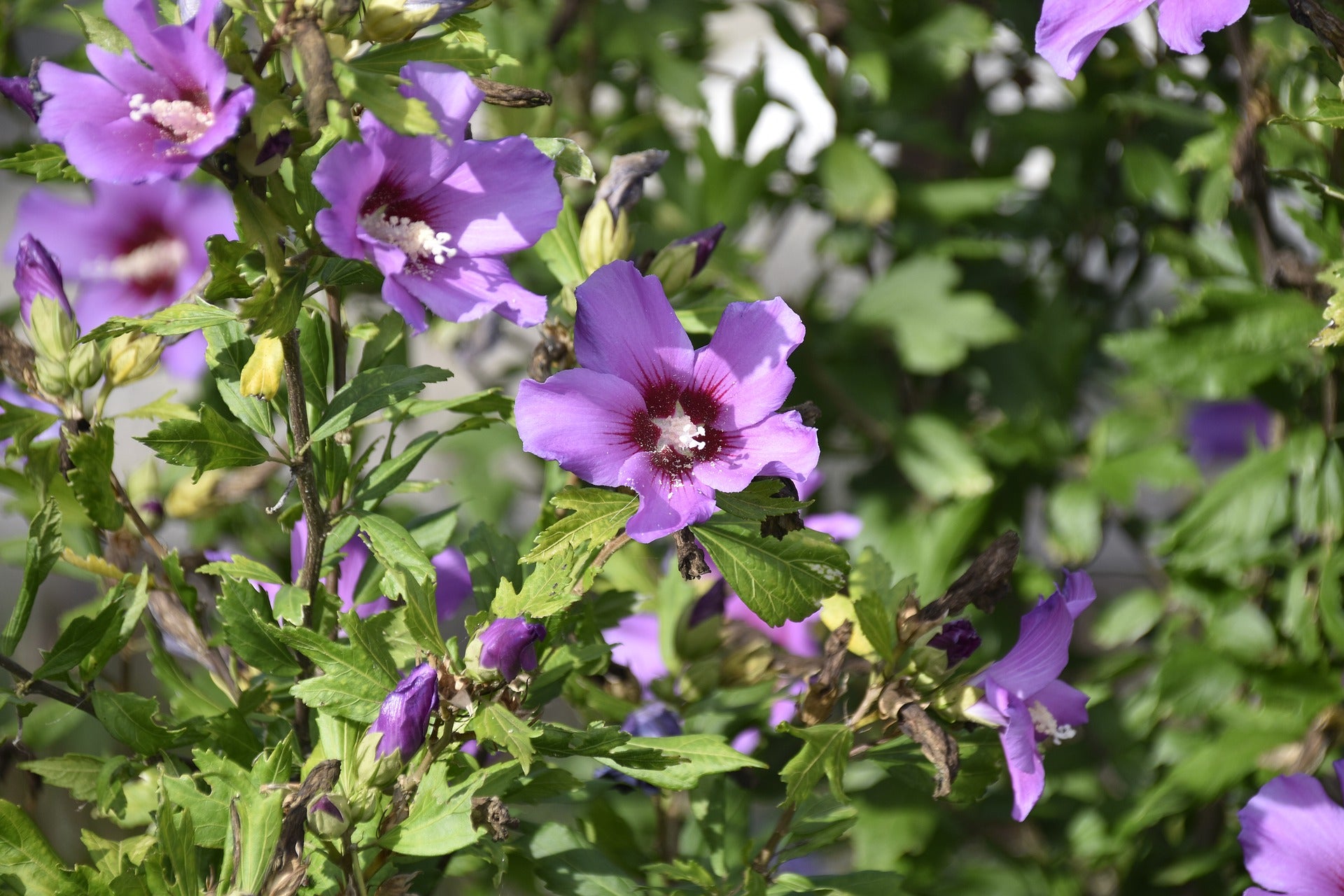 Lot de 8 arbustes d'ornement, mélange coloré pour un jardin vivant : 2 Hibiscus, 2 Weigelia, 2 Deutzia, 2 Forsythia