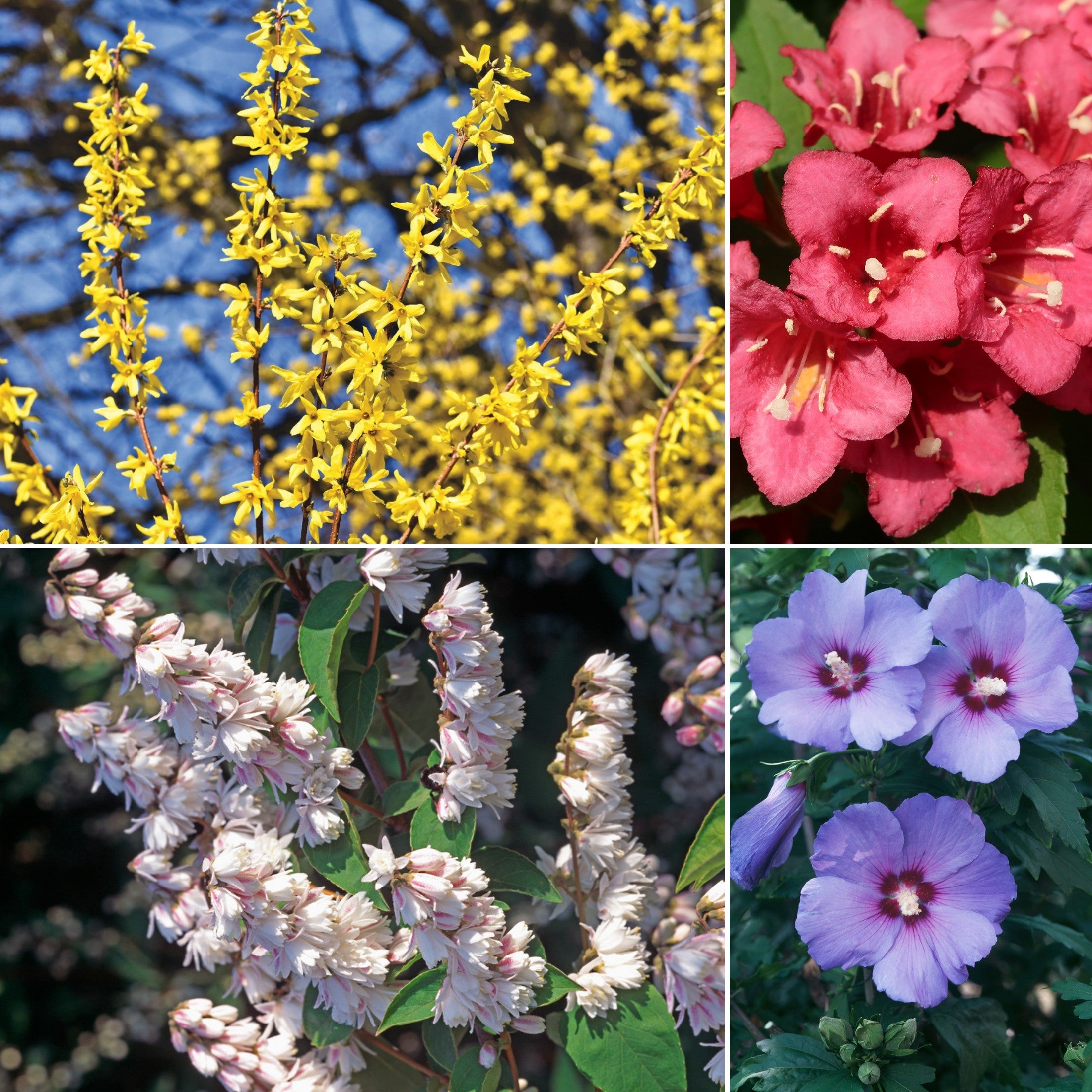 Lot de 8 arbustes d'ornement, mélange coloré pour un jardin vivant : 2 Hibiscus, 2 Weigelia, 2 Deutzia, 2 Forsythia