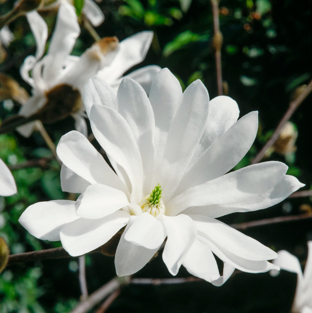 Lot de 3 magnolias Stellata - 30-38 cm
