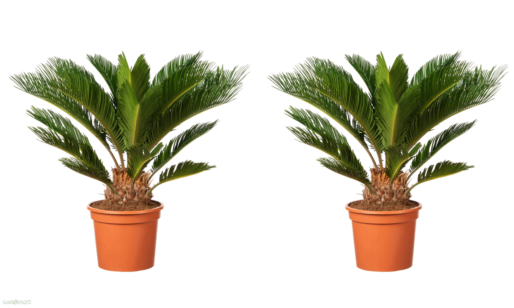 Lot de 2 palmiers Cycas du Japon - Moyens (50-70 cm)