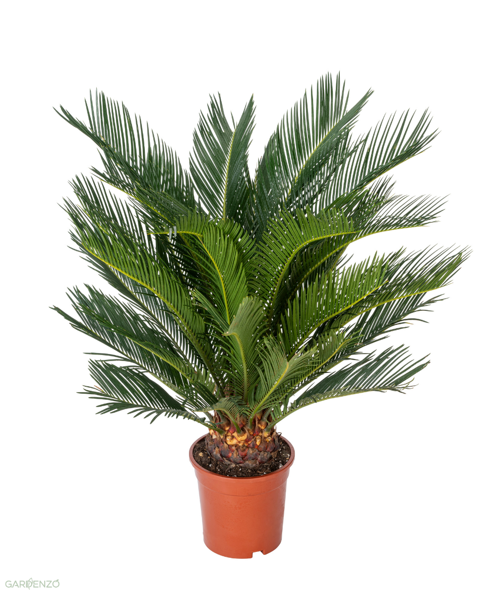 Palmier Cycas du Japon - Grand (60-70 cm)