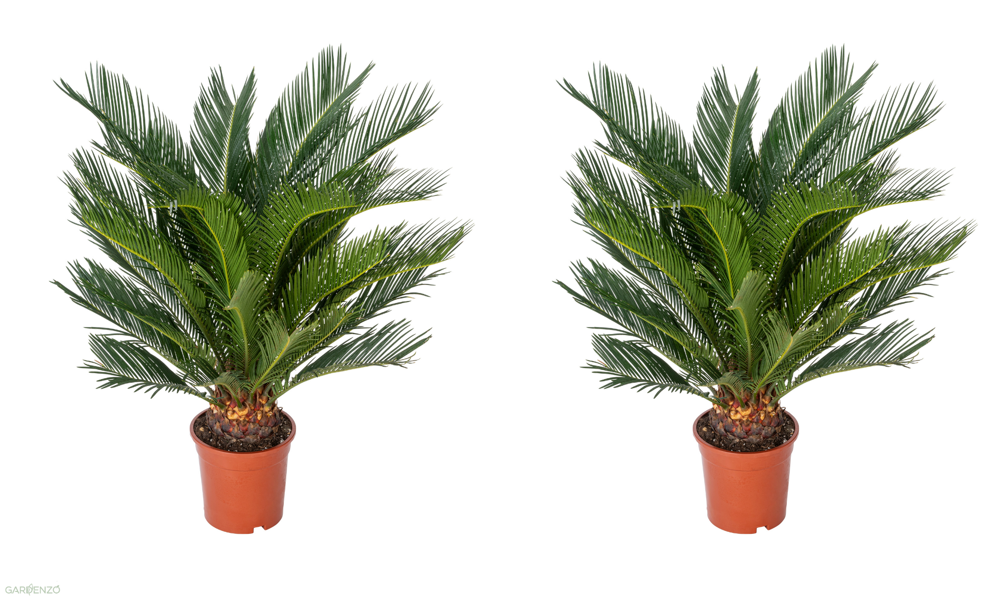 2 palmiers Cycas du Japon - Grands (60-70 cm)