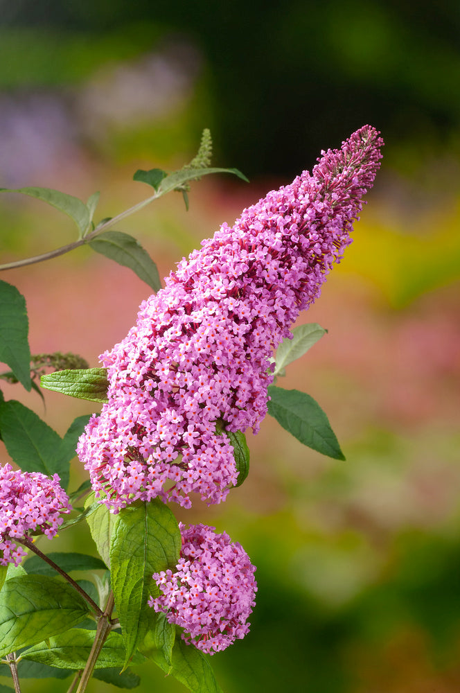 Mélange de 8 arbres aux papillons (Buddleia de David) à fleurs rouges, blanches, roses et violettes - 30-38 cm
