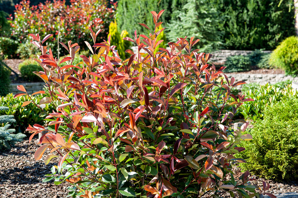 Lot de 6 Photinias rouges (Red Robin) - 30-38 cm