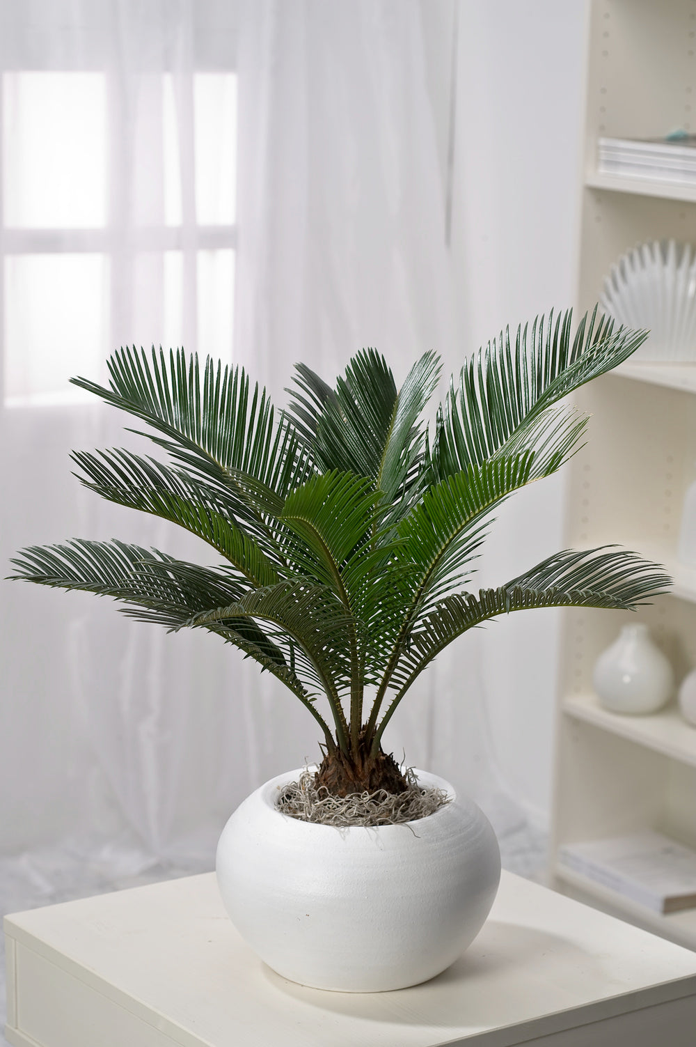 Palmier Cycas du Japon - Grand (60-70 cm)