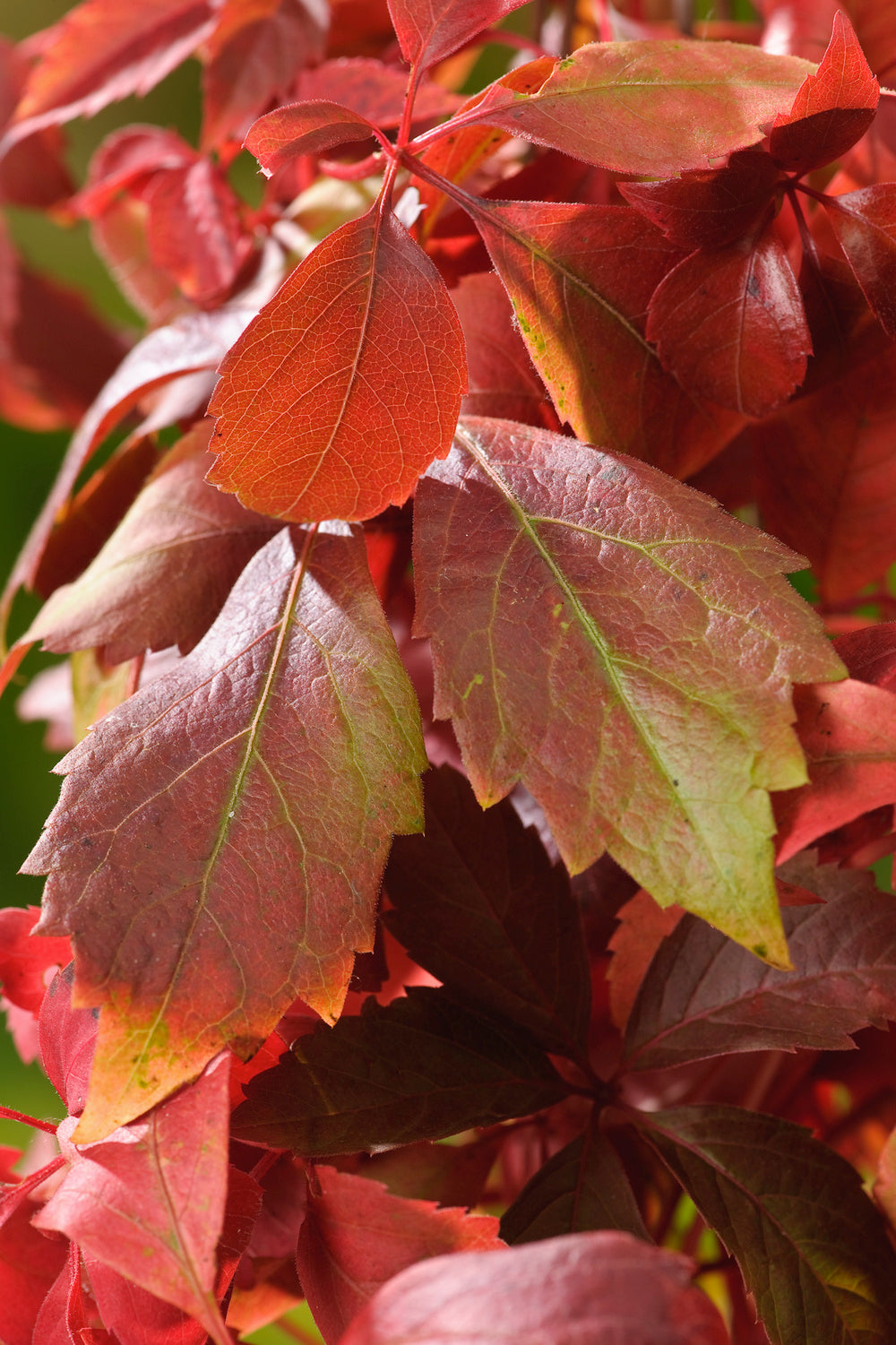 Lot de 6 vignes vierges (Parthenocissus Quinquefolia Engelmanni) - 30-38 cm