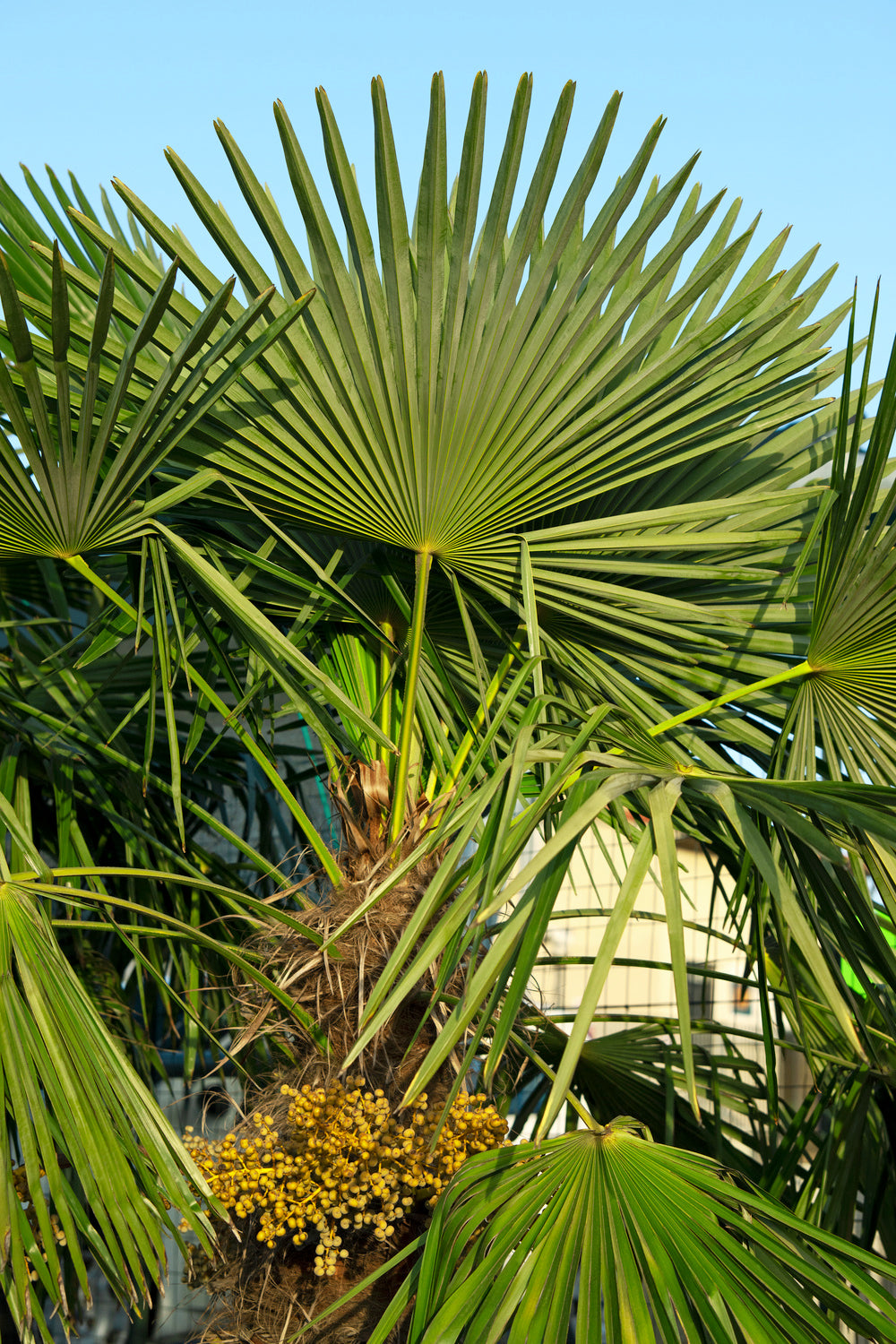Lot de 4 palmiers variés de taille moyenne - 1 Chamaerops humilis, 1 Phoenix canariensis, 1 Trachycarpus fortunei, 1 Washingtonia robusta (40-70 cm)