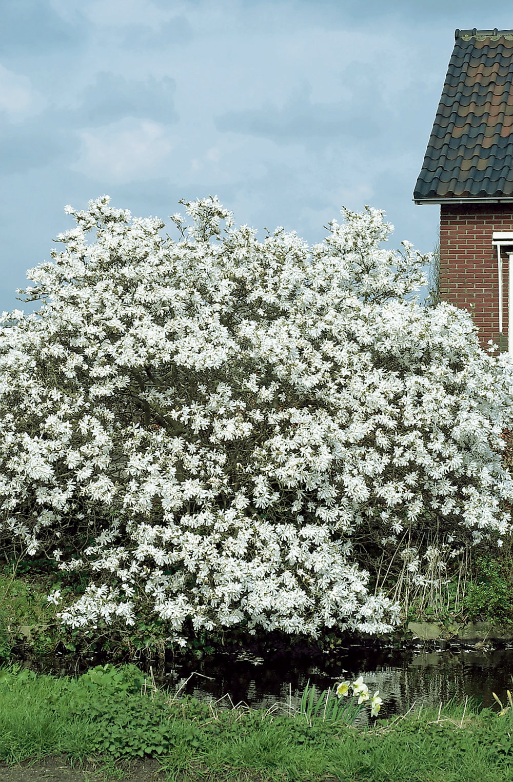 Lot de 6 magnolias Stellata - 30-38 cm