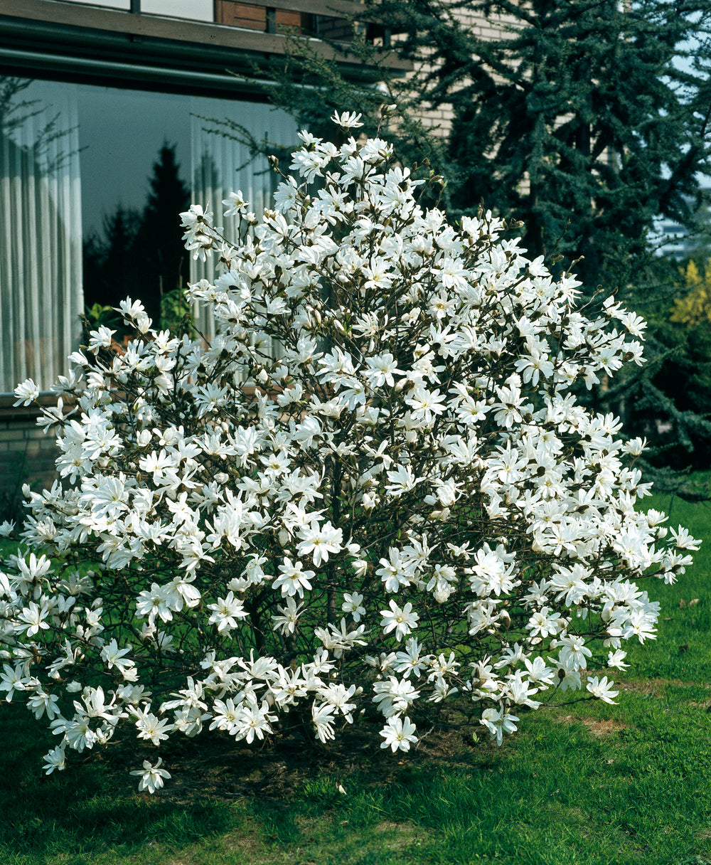 Lot de 6 magnolias Stellata - 30-38 cm