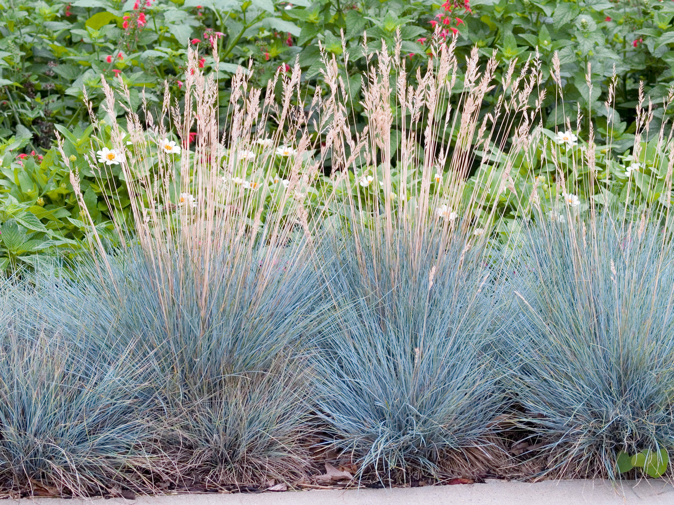 Lot de 8 graminées : 2 Stipa, 2 Pennisetum, 2 Imperata, 2 Festuca - 20-38 cm