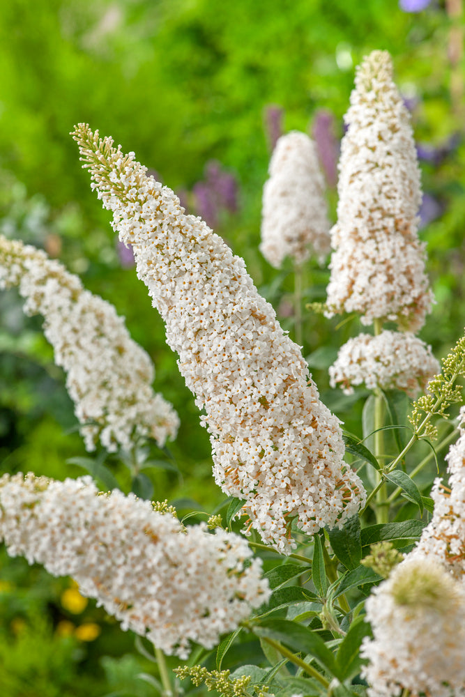 Mélange de 8 arbres aux papillons (Buddleia de David) à fleurs rouges, blanches, roses et violettes - 30-38 cm