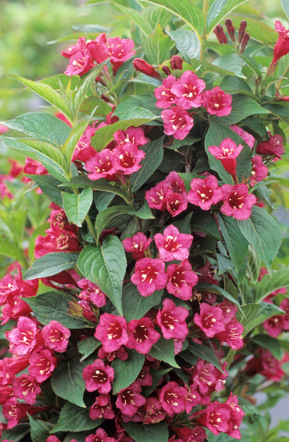 Lot de 8 arbustes d'ornement, mélange coloré pour un jardin vivant : 2 Hibiscus, 2 Weigelia, 2 Deutzia, 2 Forsythia