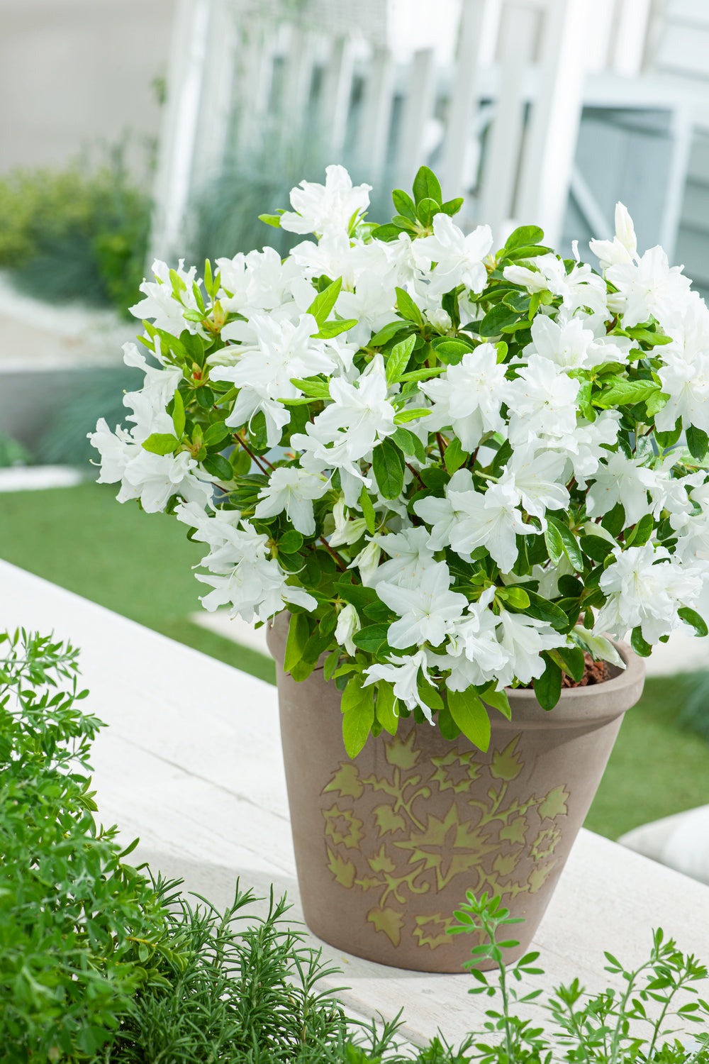Ensemble de 6 azalées blanches - 20-38 cm