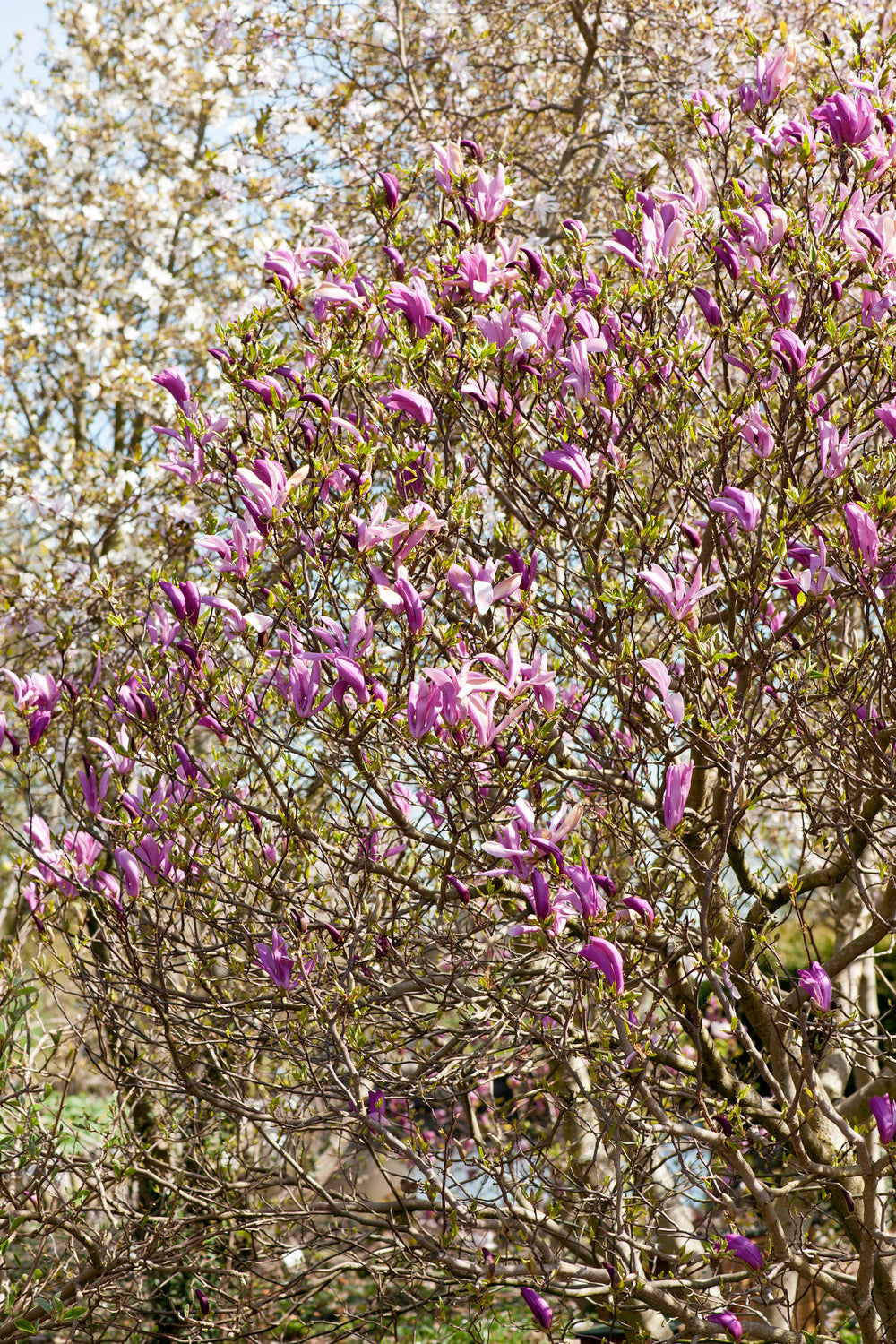 Lot de 6 magnolias Susan - 30-38 cm
