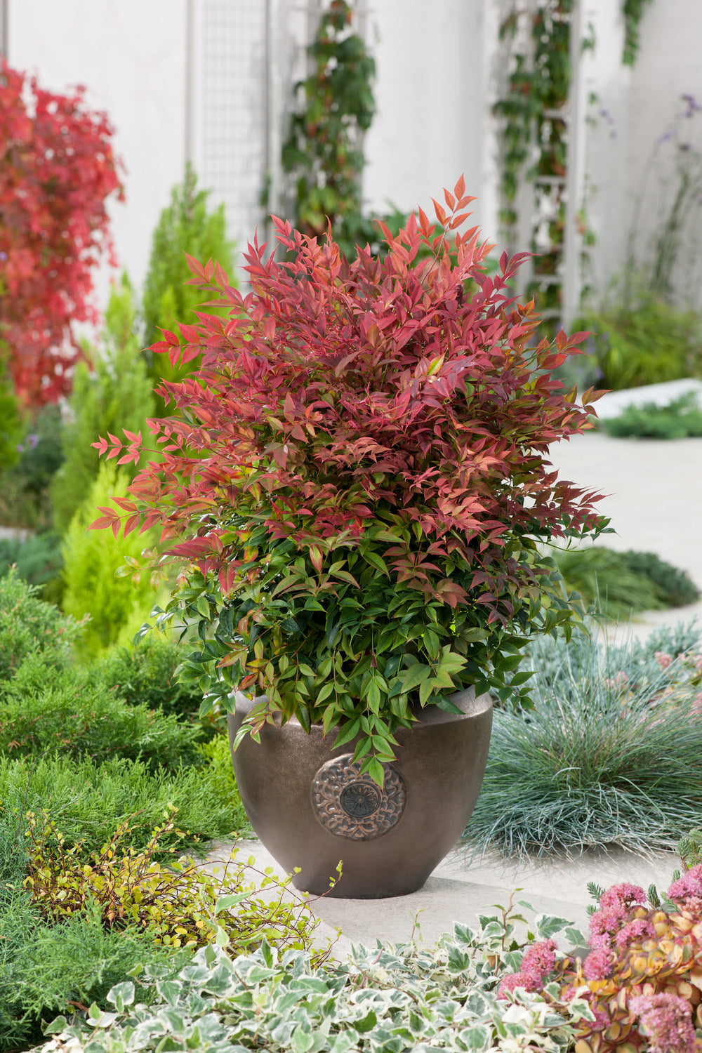 Bambou sacré (Nandina Obsessed) - 30-35 cm