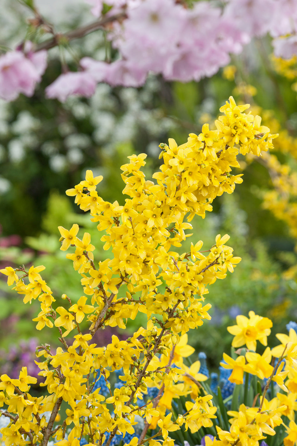 Lot de 8 arbustes d'ornement, mélange coloré pour un jardin vivant : 2 Hibiscus, 2 Weigelia, 2 Deutzia, 2 Forsythia