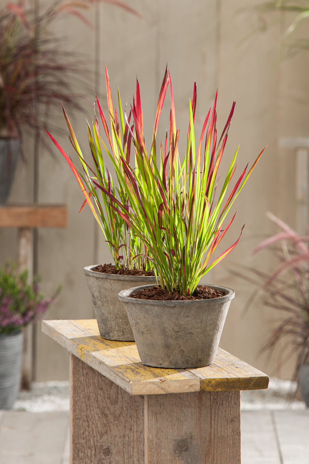 Lot de 4 graminées : 1 Stipa, 1 Pennisetum, 1 Imperata, 1 Festuca - 20-38 cm